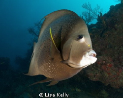 This French Angelfish was very curious about what I was d... by Lisa Kelly 